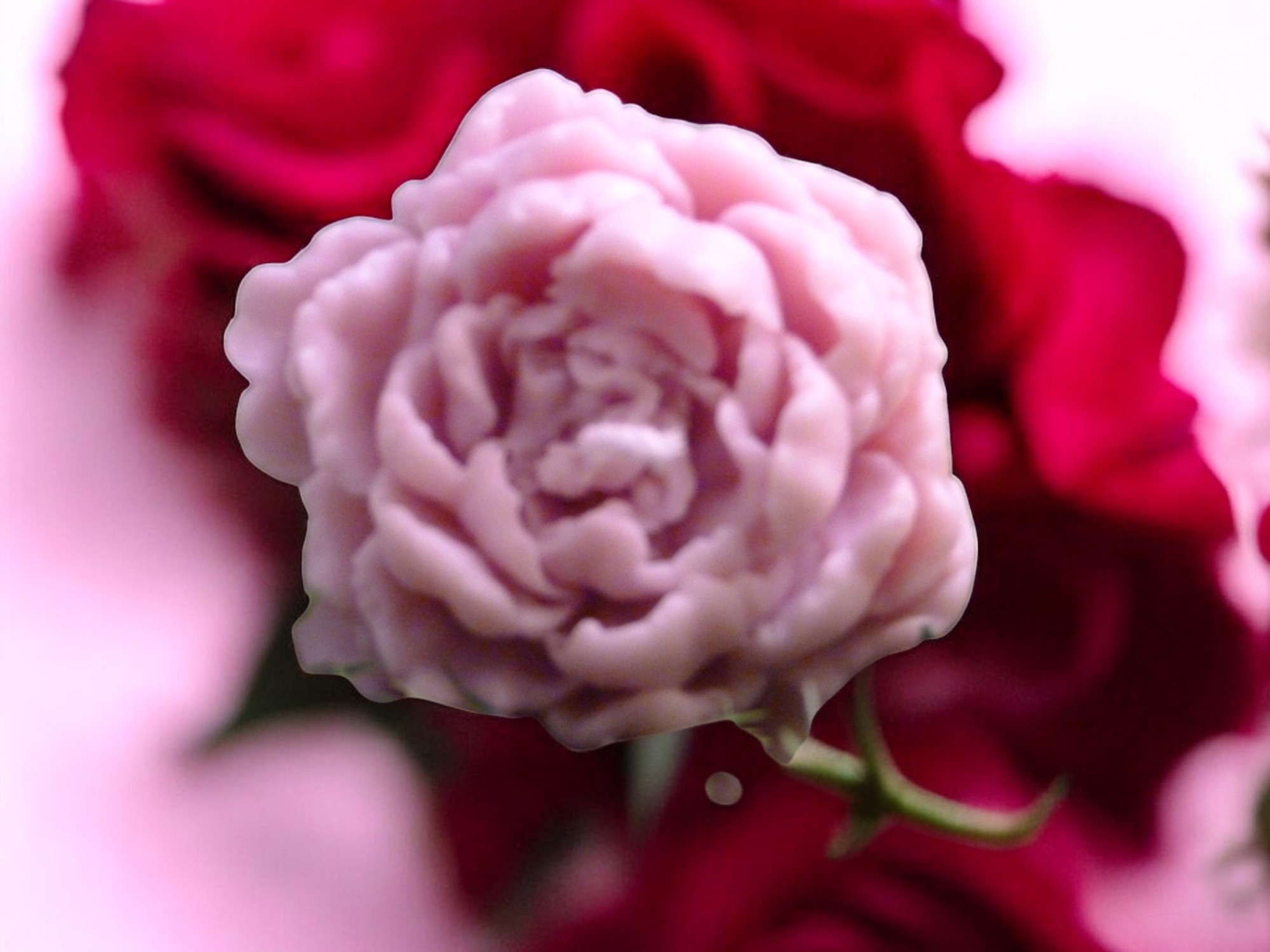 Grote Pioenroos Kaars (image for) Grote Pioenroos Kaars